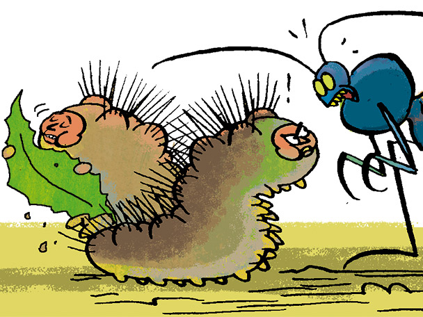 L’eruga peluda del suro