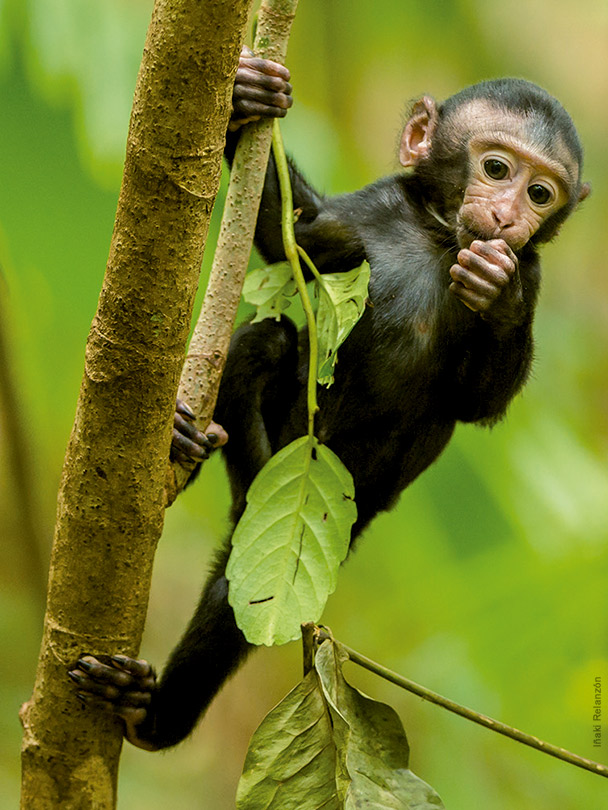 Animals de tota mena